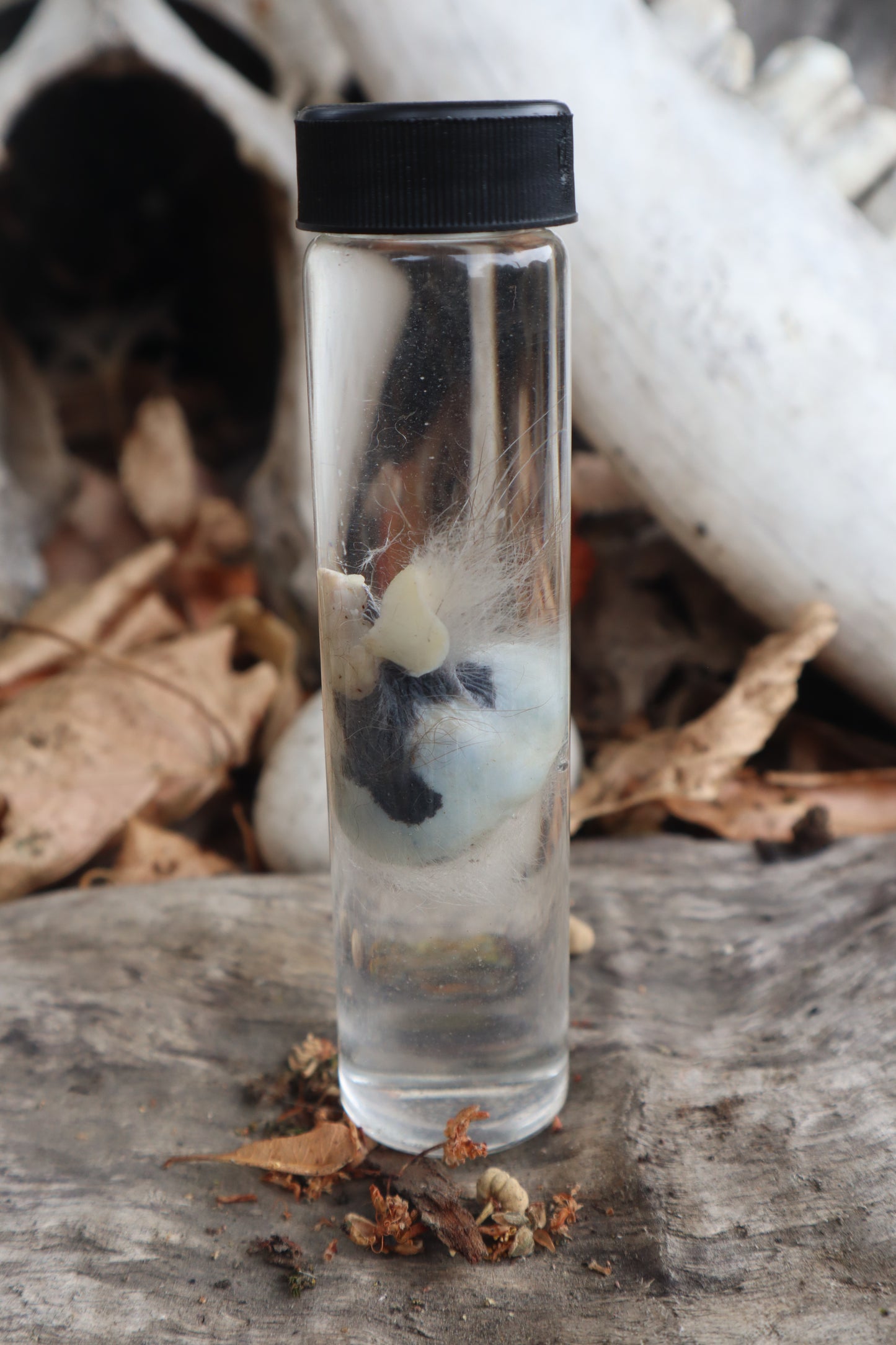 Wet Specimen Opossum Testicles