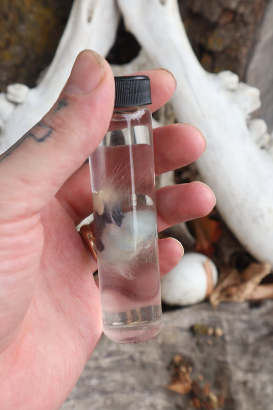 Wet Specimen Opossum Testicles