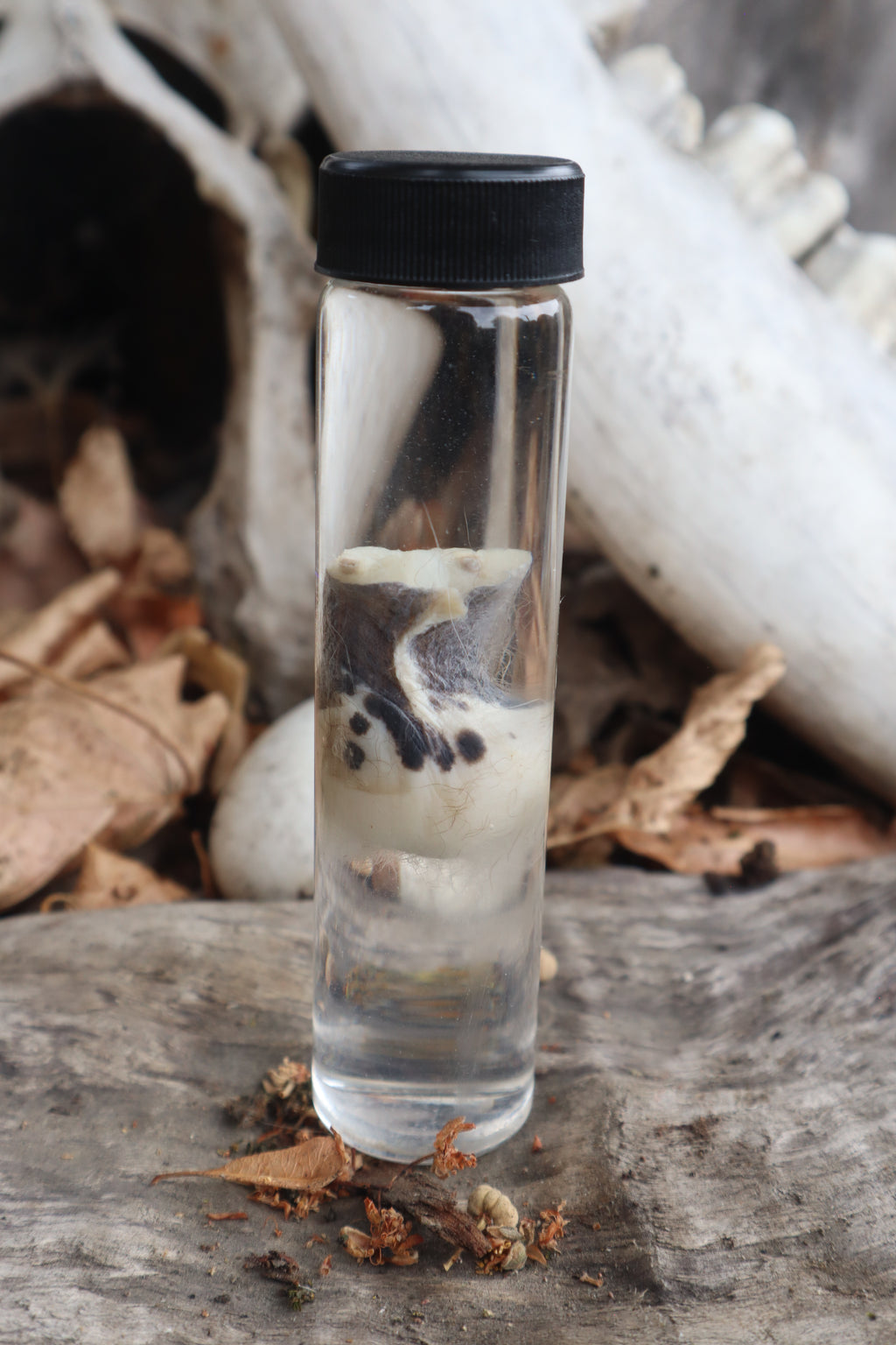 Wet Specimen Opossum Testicles