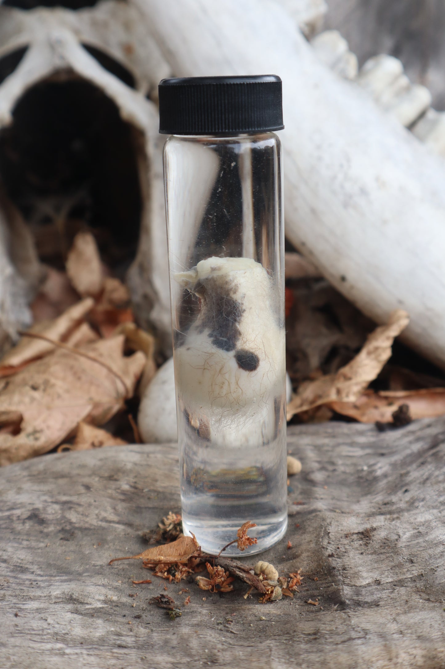 Wet Specimen Opossum Testicles