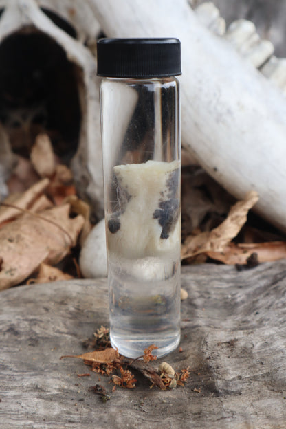 Wet Specimen Opossum Testicles