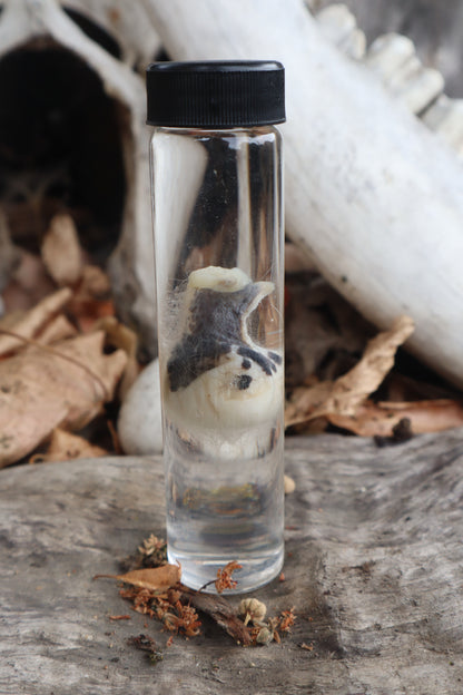 Wet Specimen Opossum Testicles