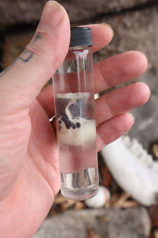 Wet Specimen Opossum Testicles