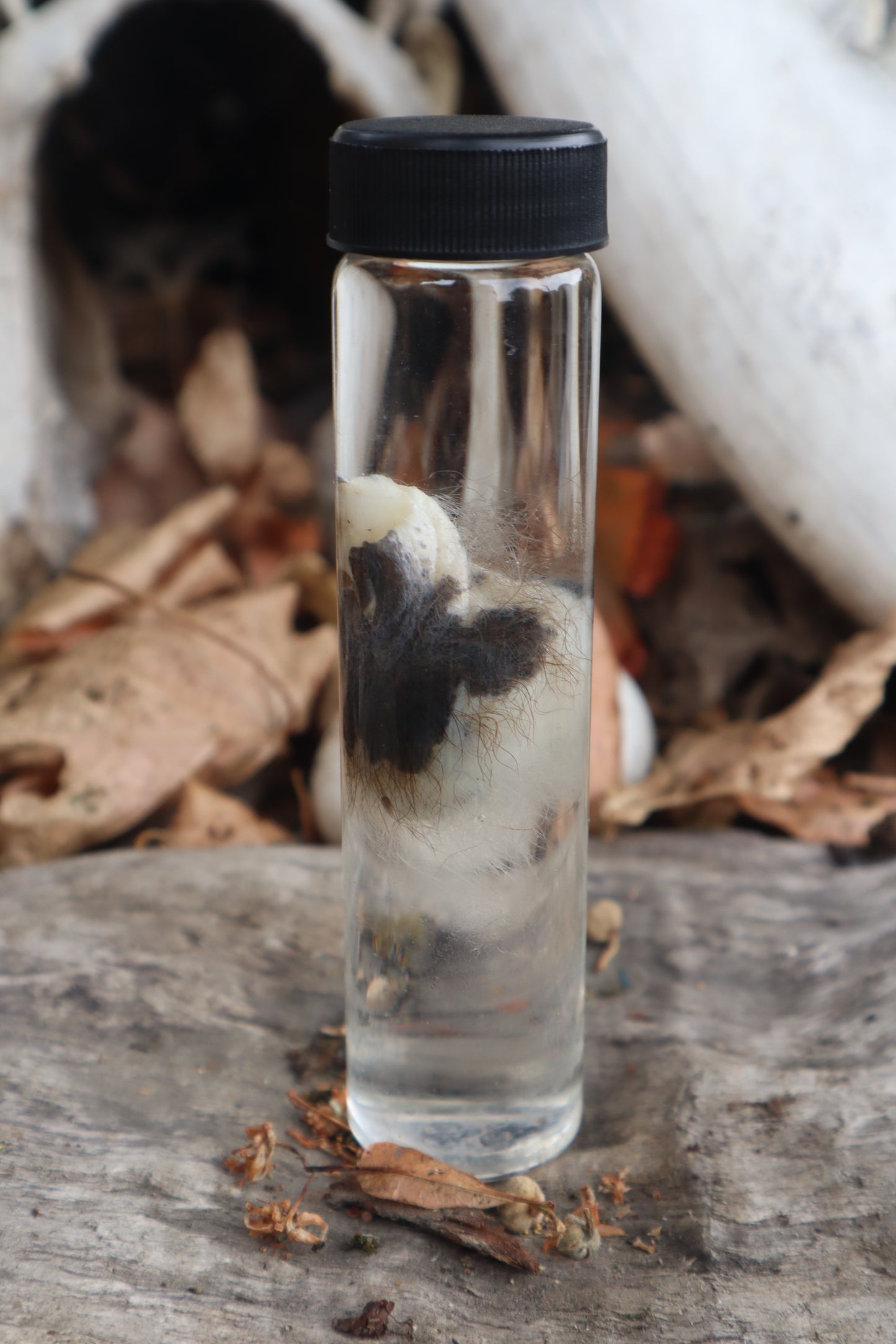 Wet Specimen Opossum Testicles