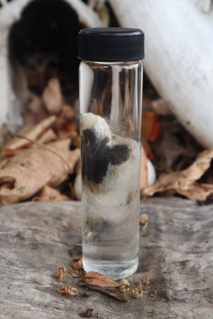 Wet Specimen Opossum Testicles