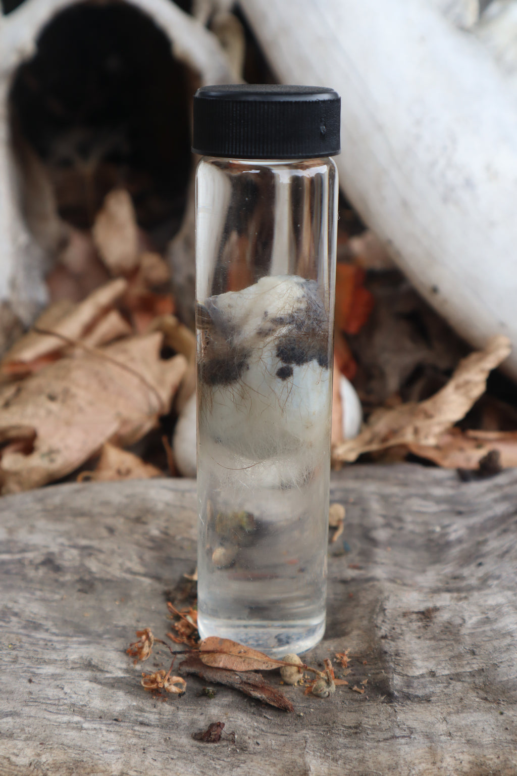 Wet Specimen Opossum Testicles