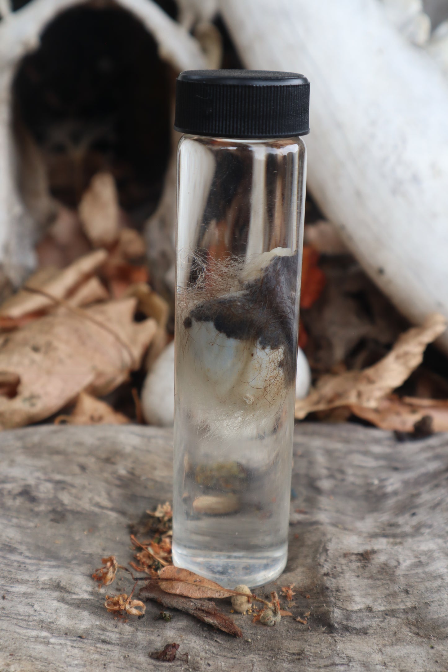 Wet Specimen Opossum Testicles