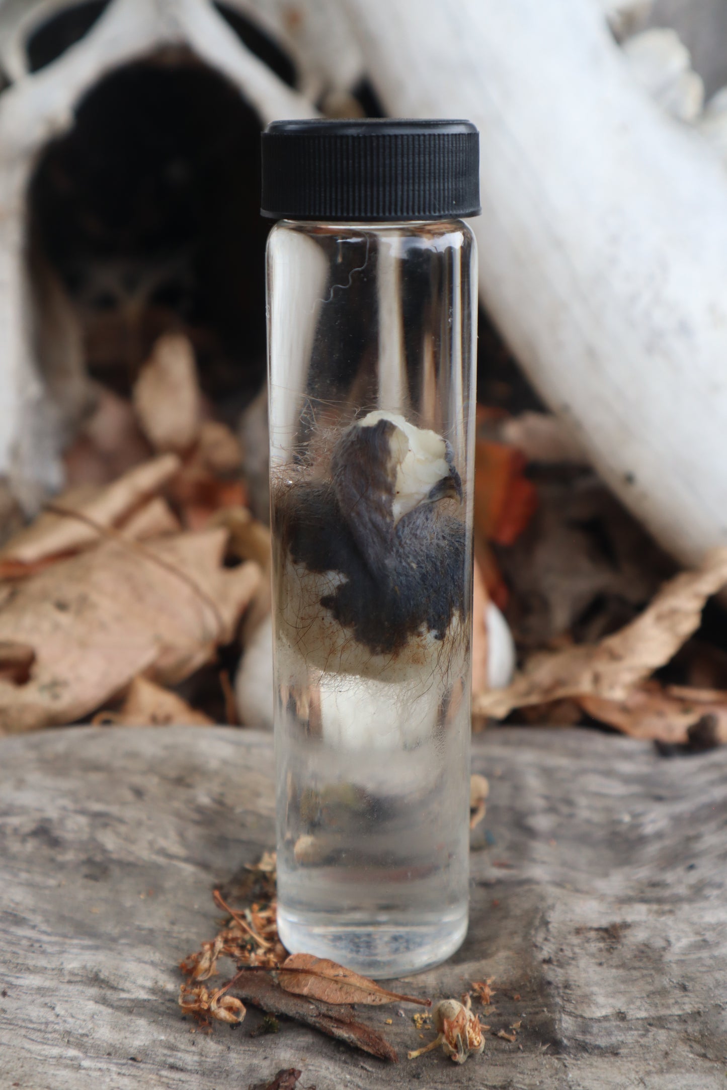 Wet Specimen Opossum Testicles
