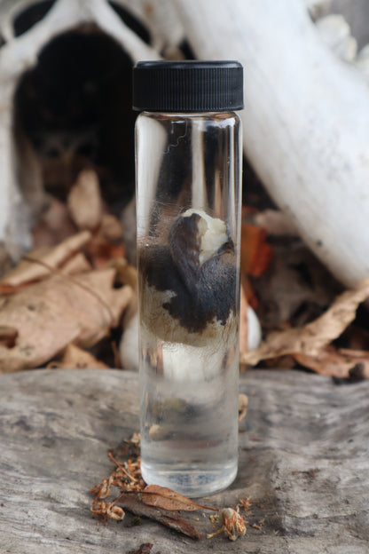 Wet Specimen Opossum Testicles