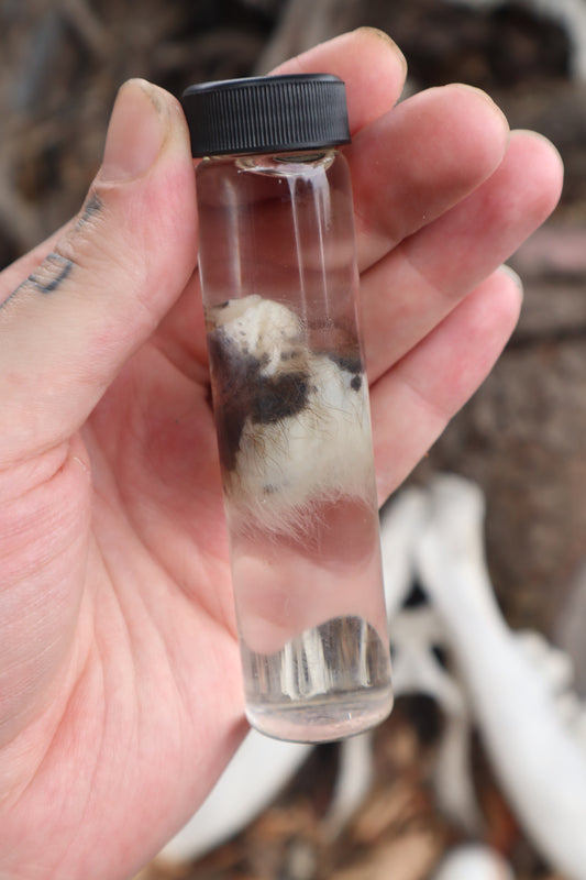 Wet Specimen Opossum Testicles
