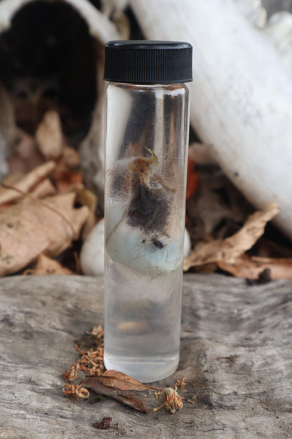 Wet Specimen Opossum Testicles