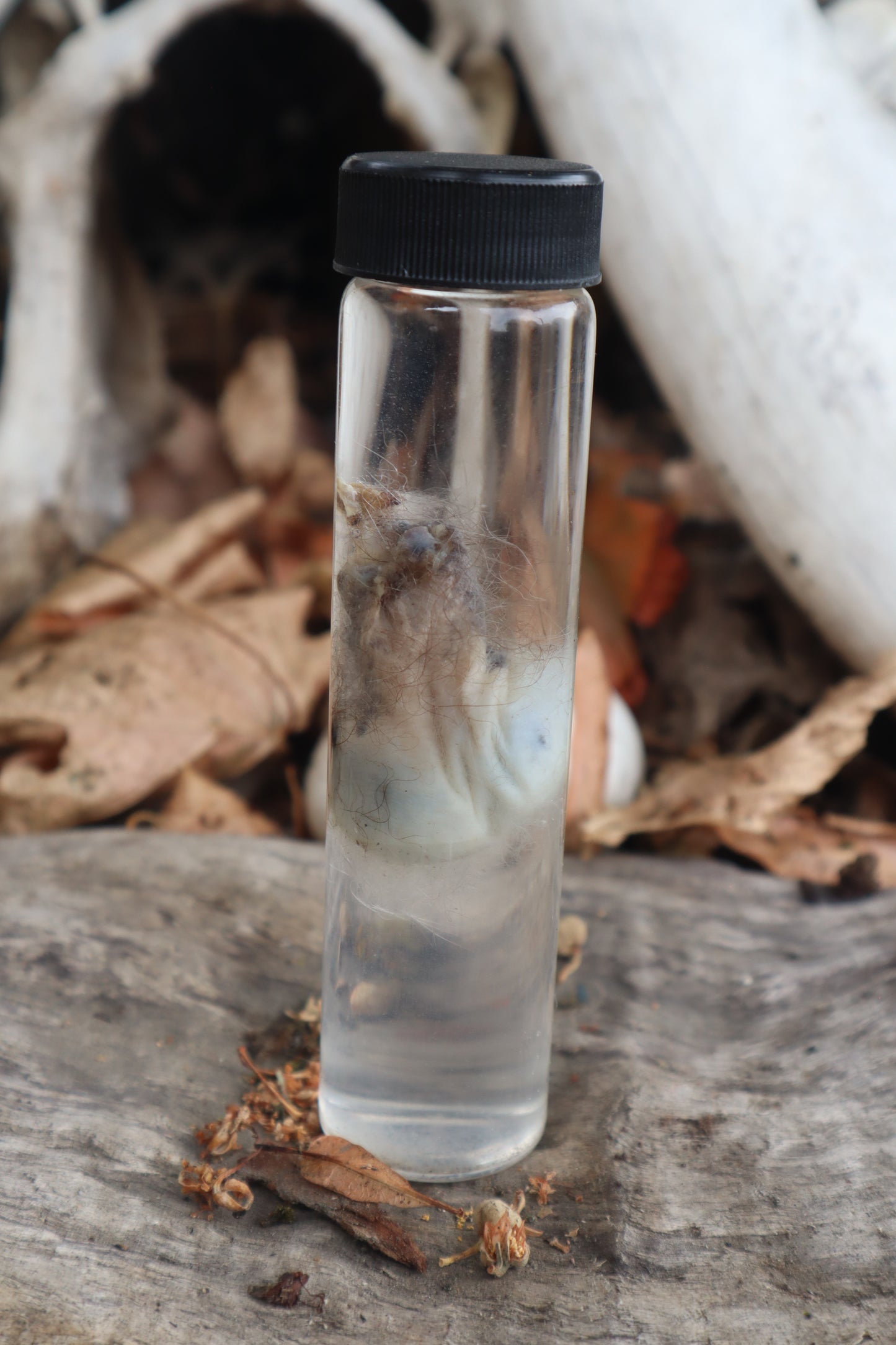 Wet Specimen Opossum Testicles