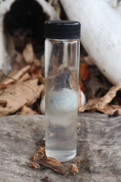 Wet Specimen Opossum Testicles
