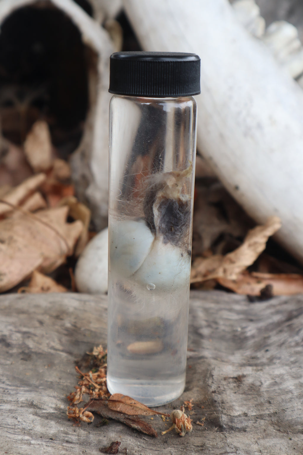 Wet Specimen Opossum Testicles