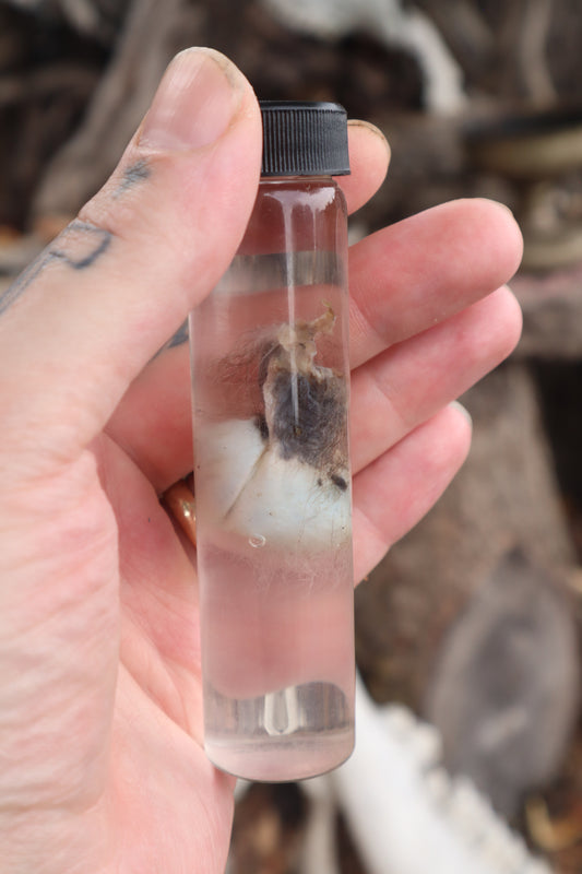 Wet Specimen Opossum Testicles