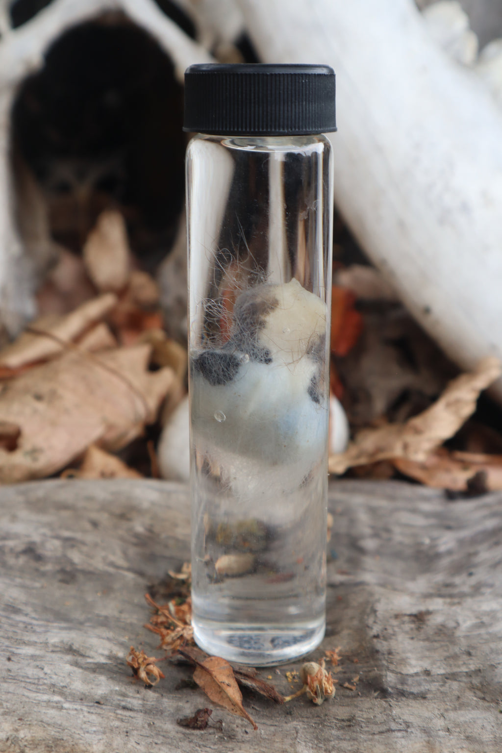 Wet Specimen Opossum Testicles