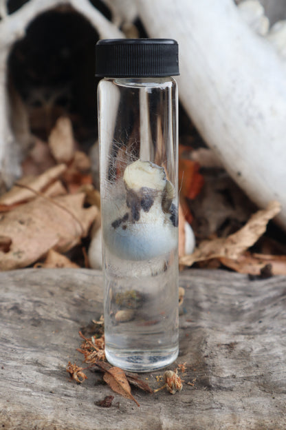 Wet Specimen Opossum Testicles