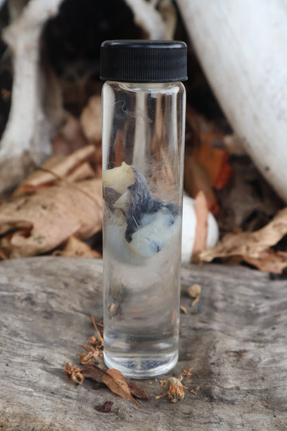 Wet Specimen Opossum Testicles