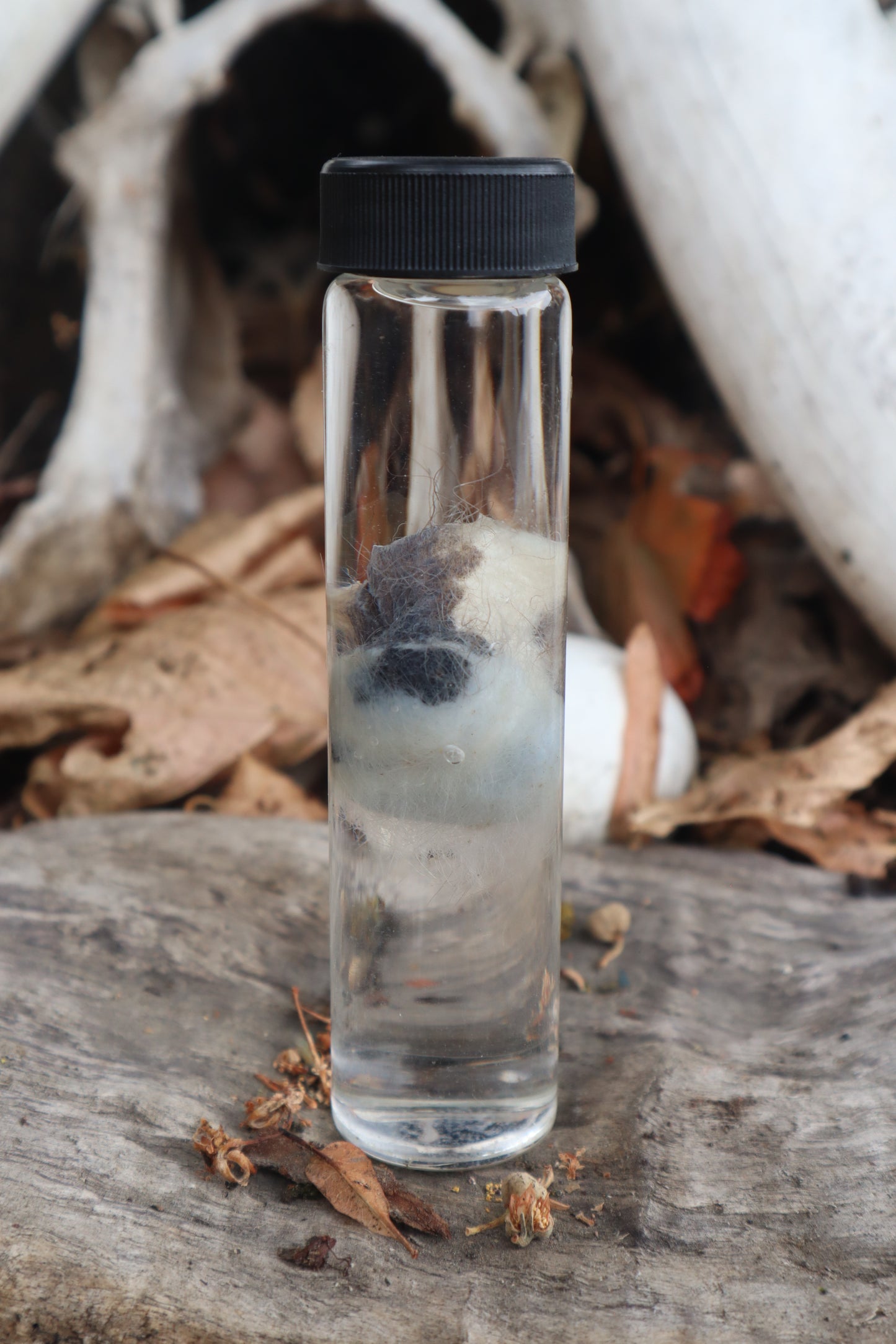 Wet Specimen Opossum Testicles