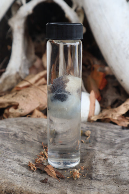 Wet Specimen Opossum Testicles