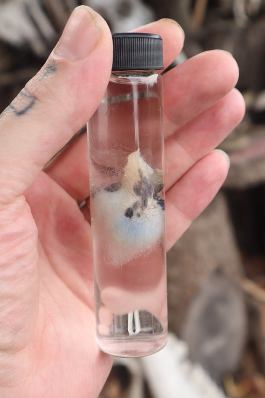 Wet Specimen Opossum Testicles