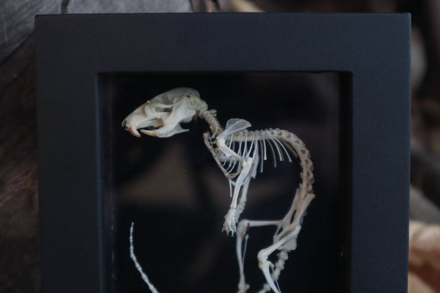 African Soft Fur Rat Articulation
