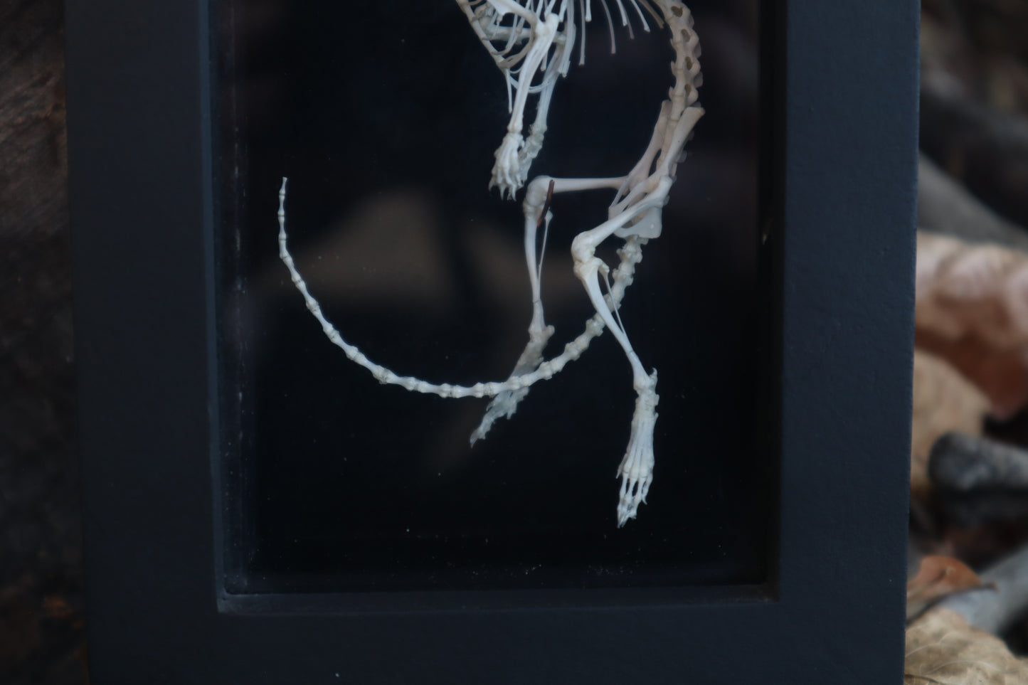 African Soft Fur Rat Articulation