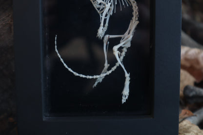 African Soft Fur Rat Articulation