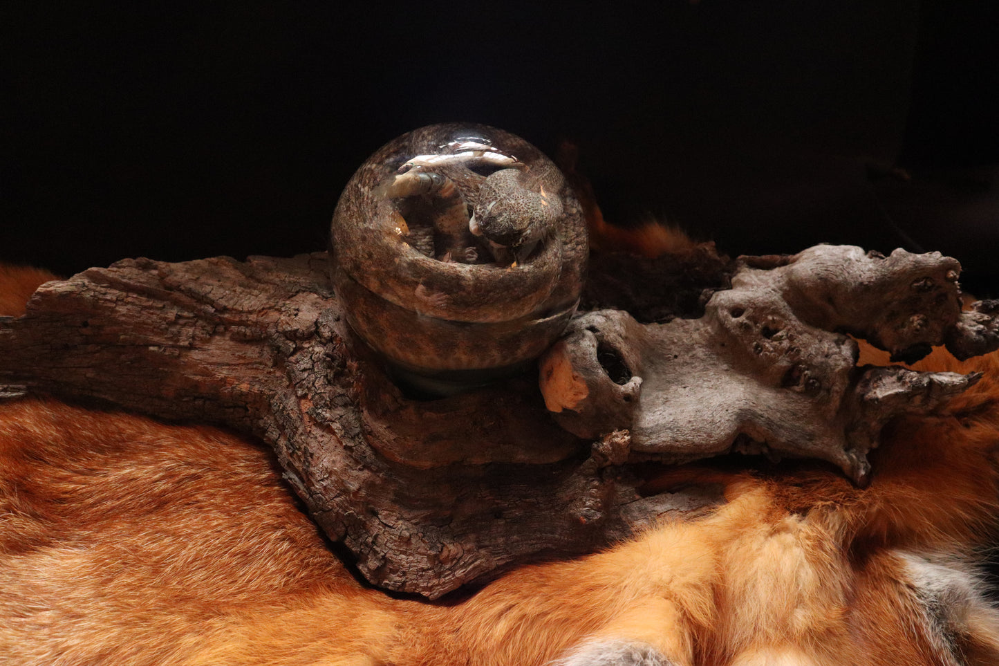 Rattlesnake Crystal Ball Wet Specimen