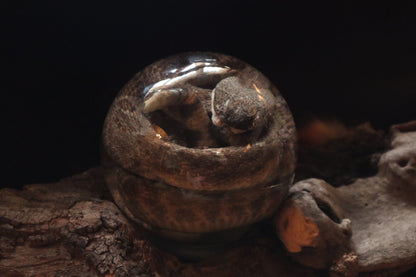 Rattlesnake Crystal Ball Wet Specimen