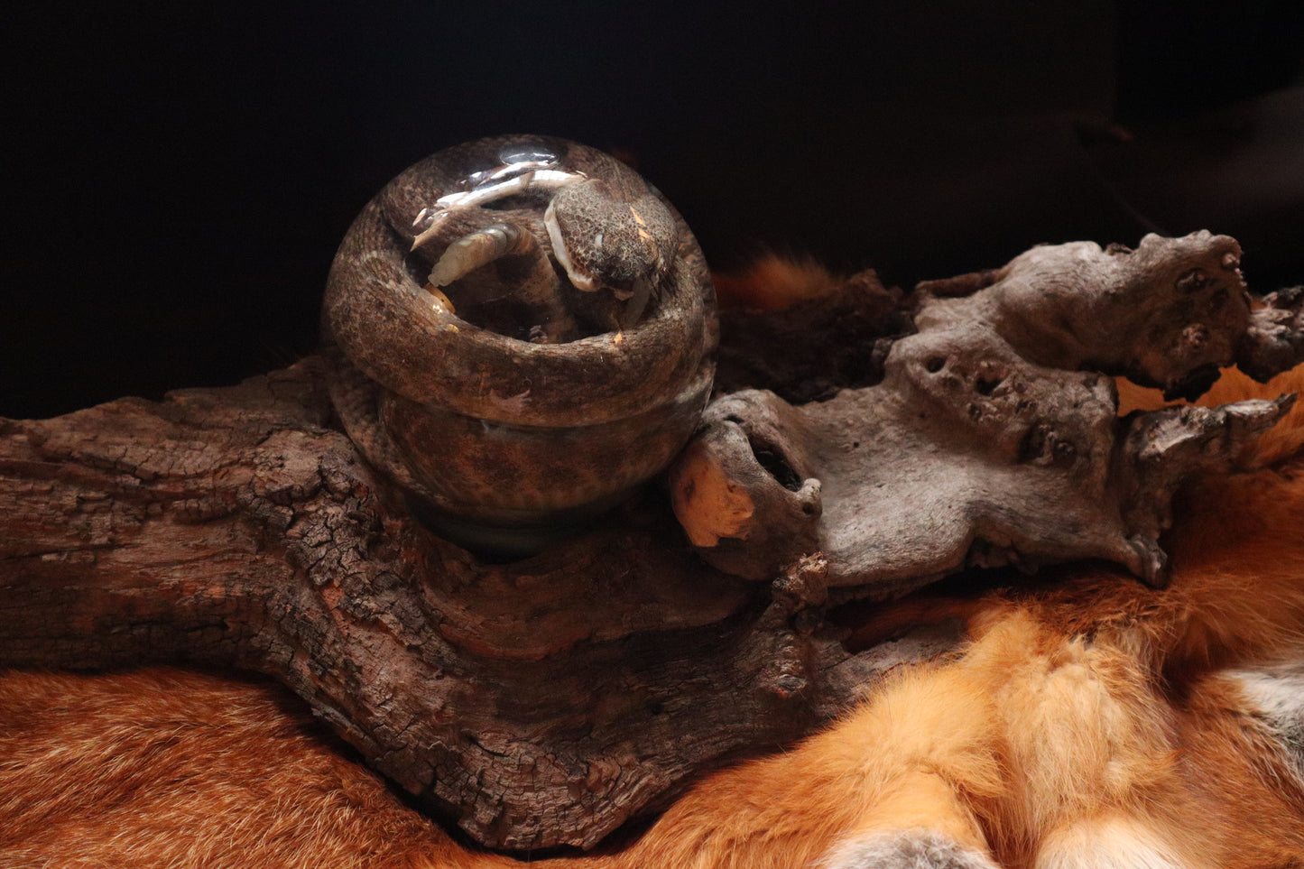 Rattlesnake Crystal Ball Wet Specimen