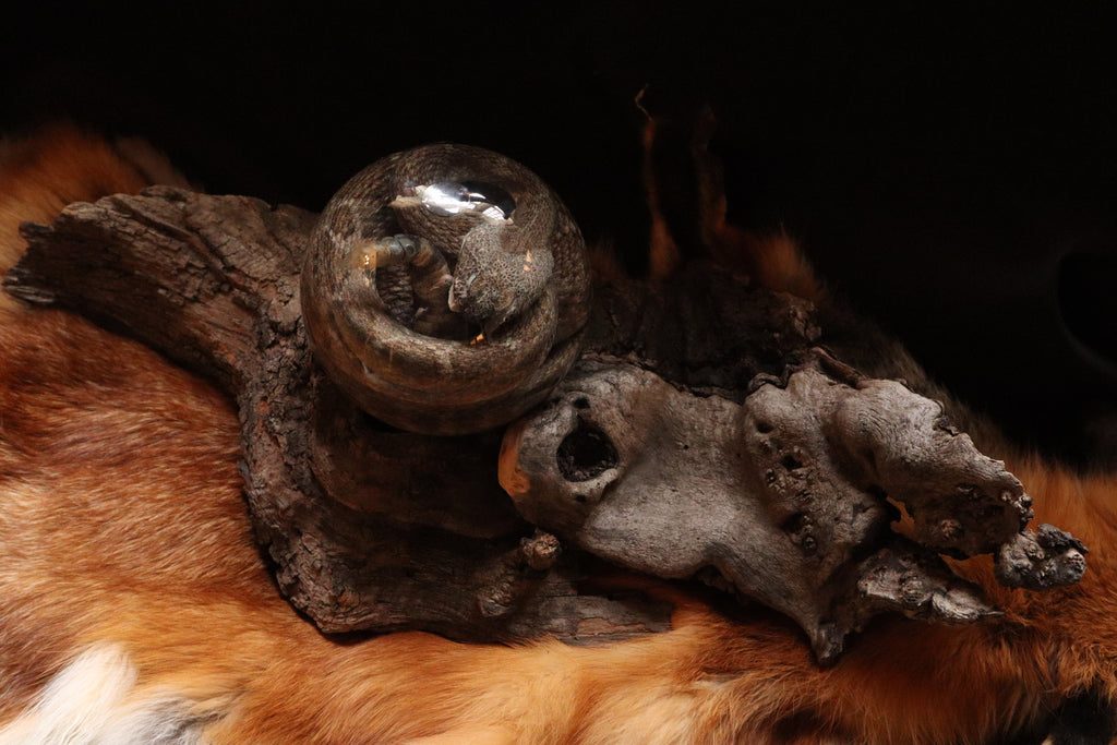 Rattlesnake Crystal Ball Wet Specimen