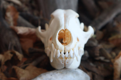 Craft Coyote Skull
