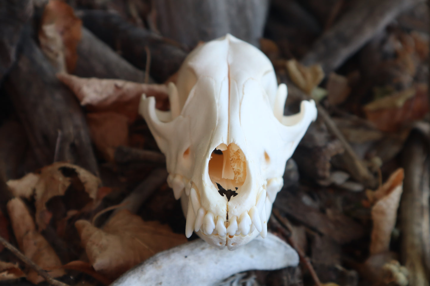 Craft Coyote Skull