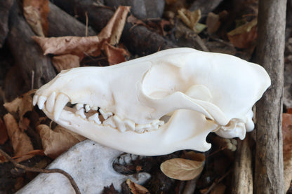 Craft Coyote Skull