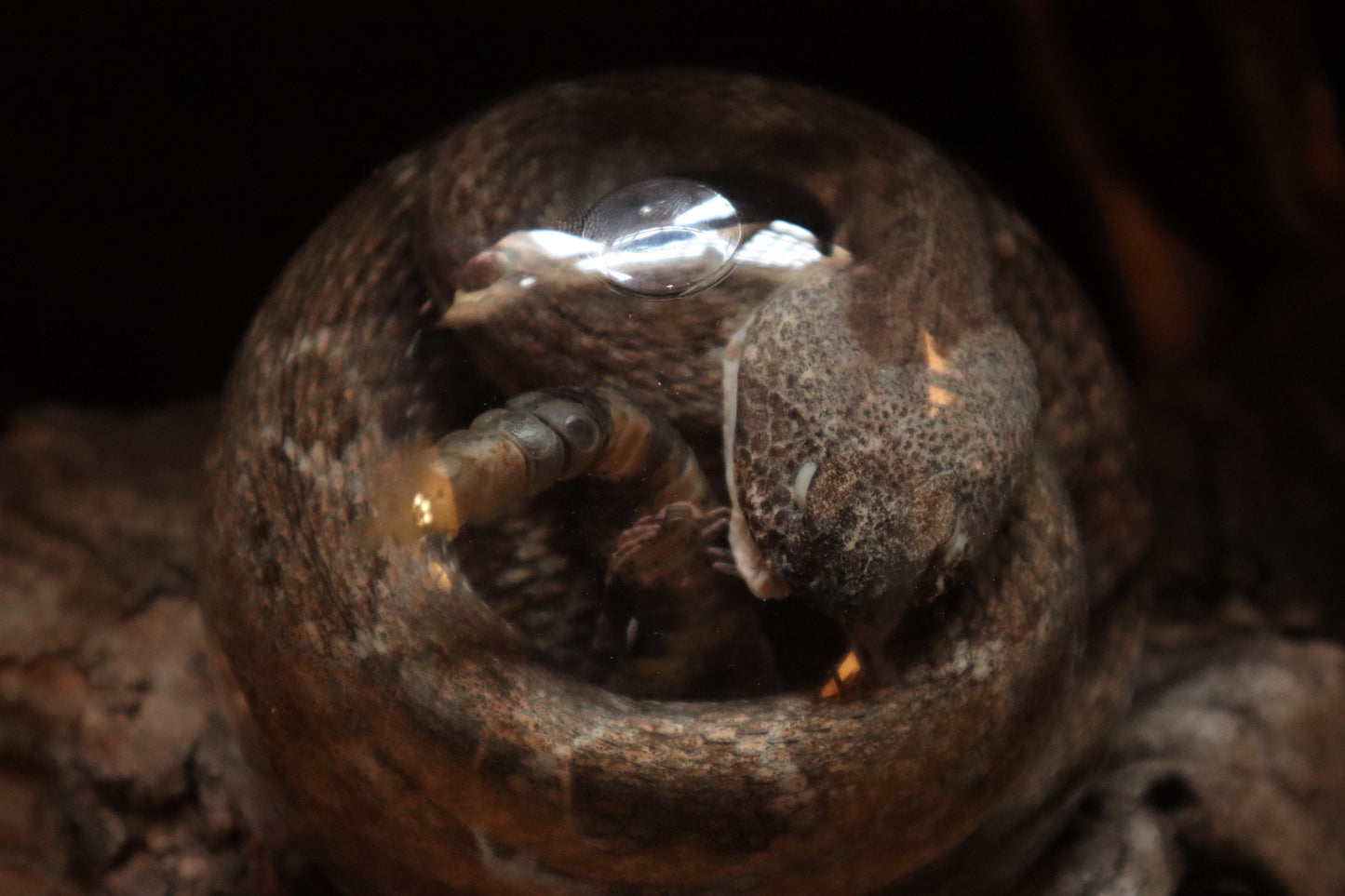 Rattlesnake Crystal Ball Wet Specimen