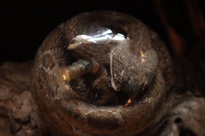 Rattlesnake Crystal Ball Wet Specimen
