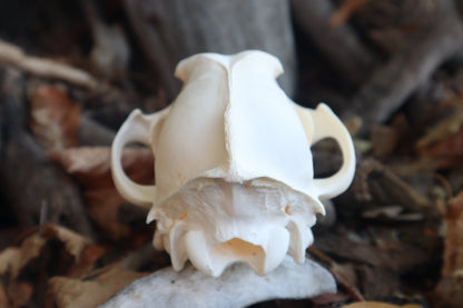 Craft Coyote Skull