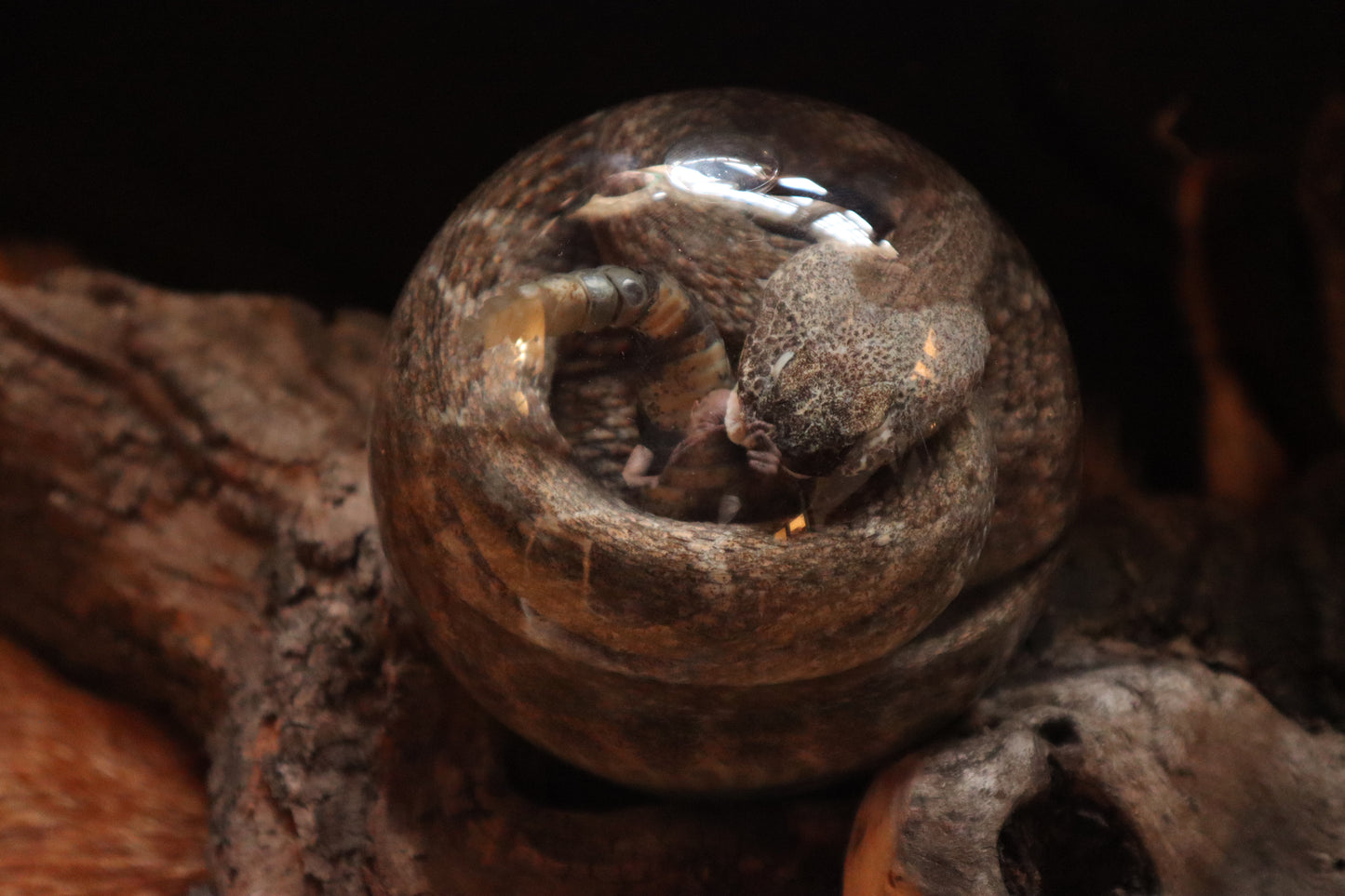 Rattlesnake Crystal Ball Wet Specimen