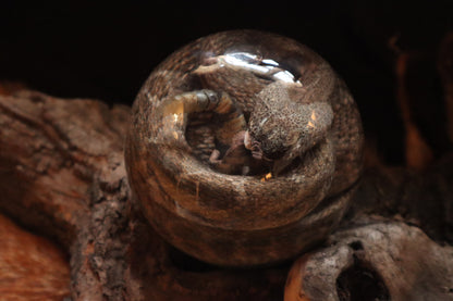 Rattlesnake Crystal Ball Wet Specimen