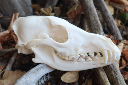 Craft Coyote Skull