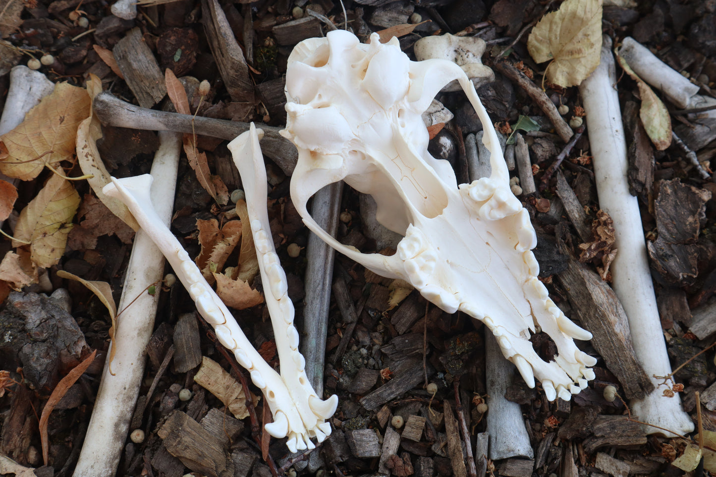 Craft Coyote Skull