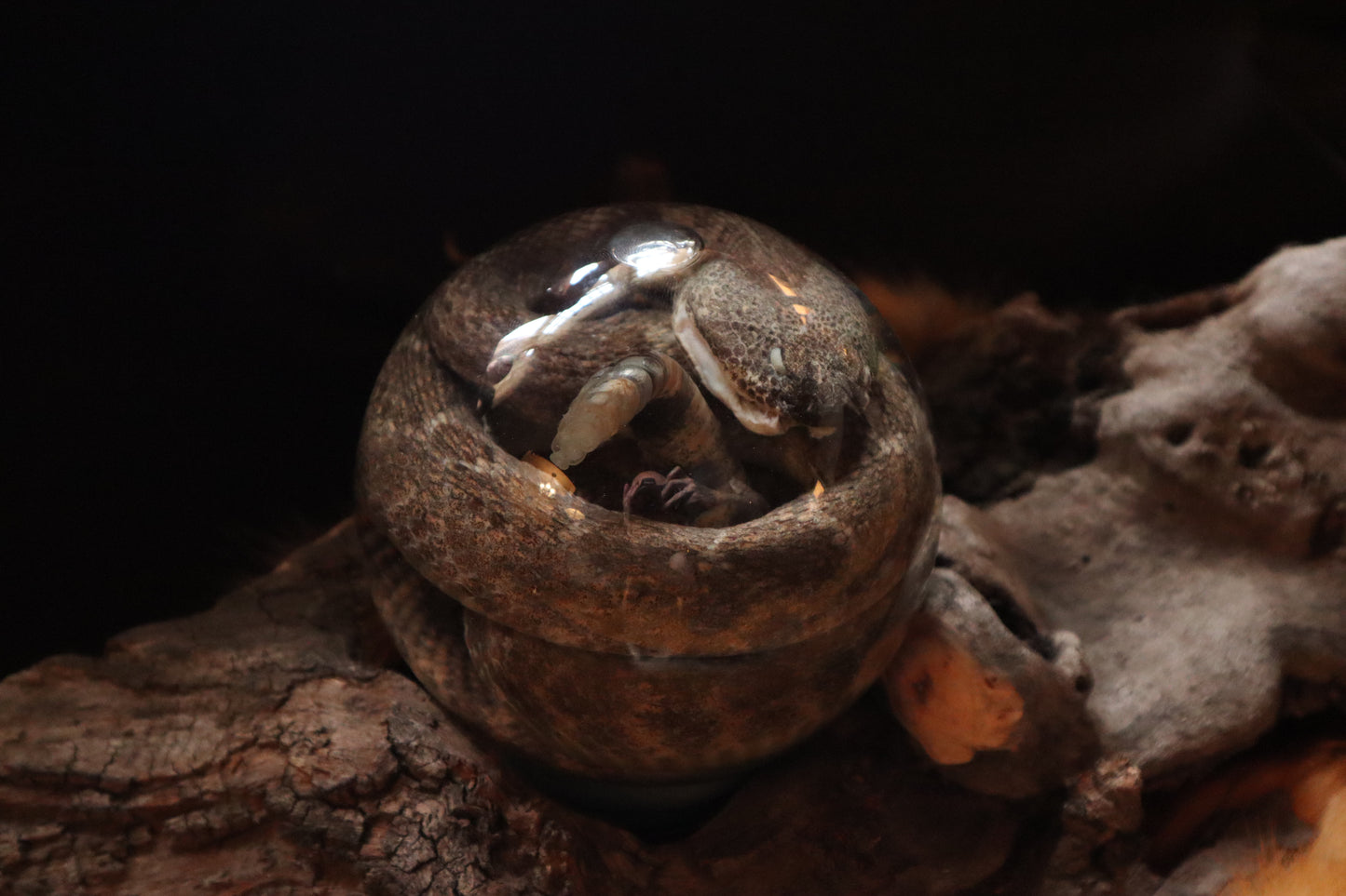 Rattlesnake Crystal Ball Wet Specimen