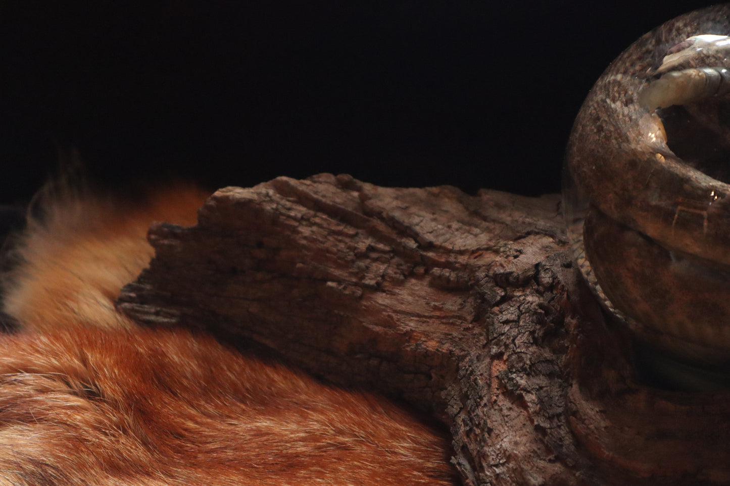 Rattlesnake Crystal Ball Wet Specimen