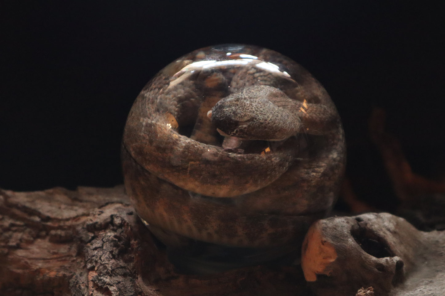 Rattlesnake Crystal Ball Wet Specimen