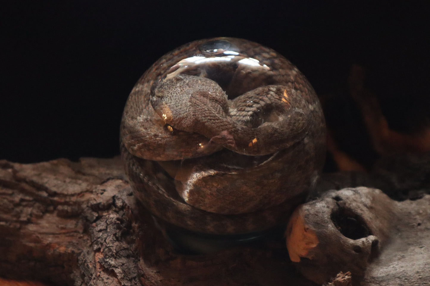 Rattlesnake Crystal Ball Wet Specimen