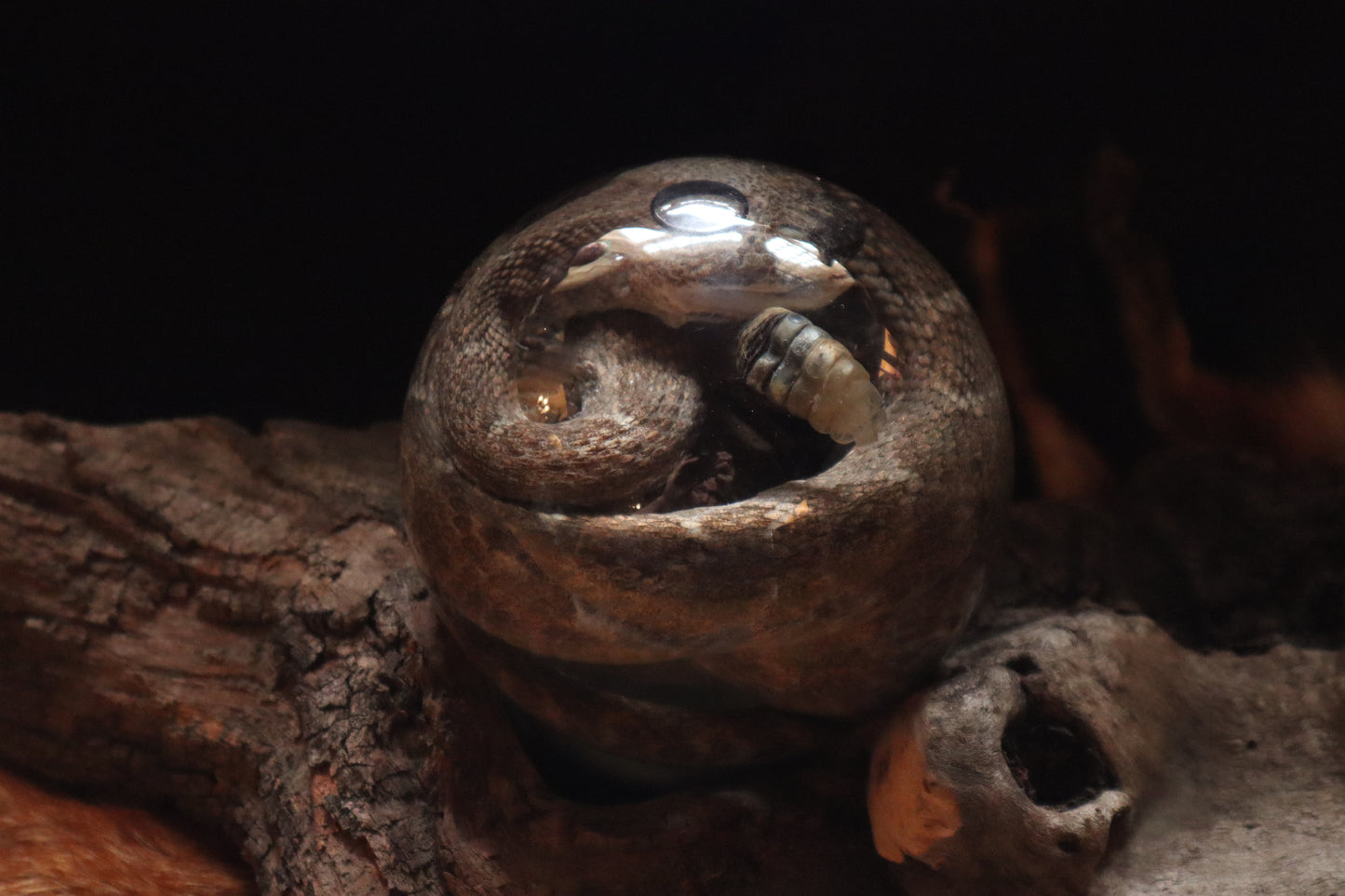 Rattlesnake Crystal Ball Wet Specimen