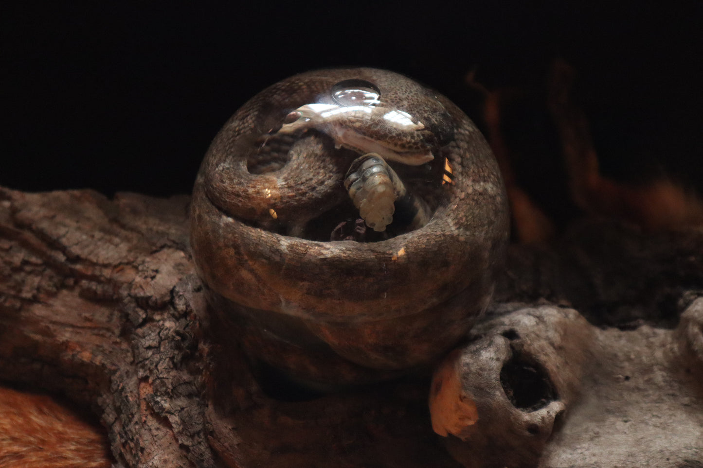 Rattlesnake Crystal Ball Wet Specimen
