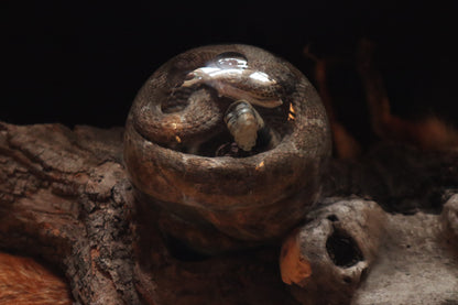 Rattlesnake Crystal Ball Wet Specimen