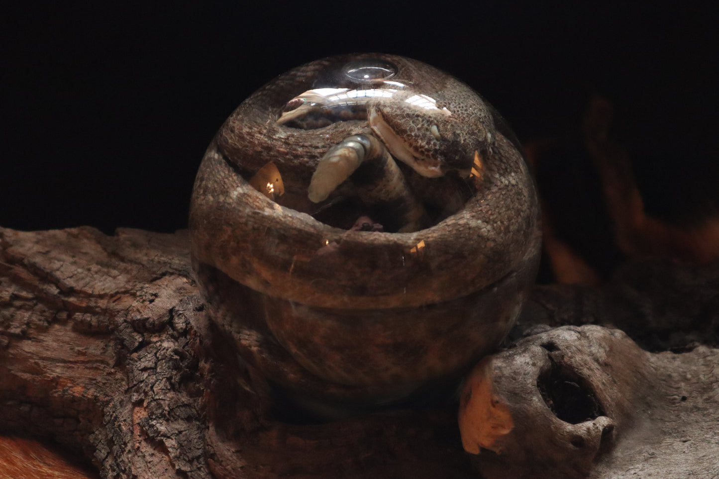 Rattlesnake Crystal Ball Wet Specimen